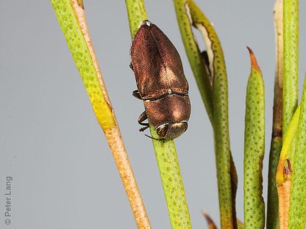 Anilara sp. Broombush, PL3496A, male, on Melaleuca uncinata, EP, 6.0 × 2.6 mm